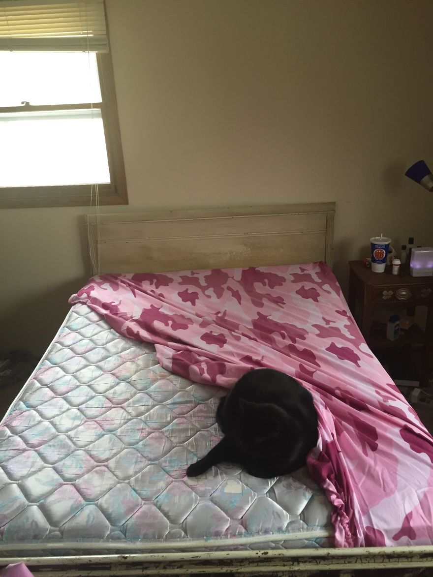 The Invinicible Cat The Invinicible Cat