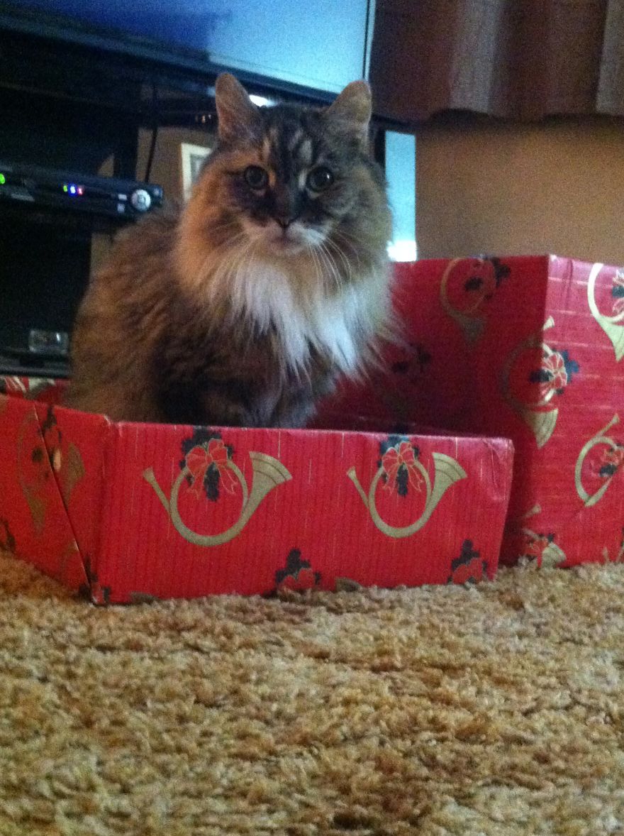 The Invinicible Cat The Invinicible Cat