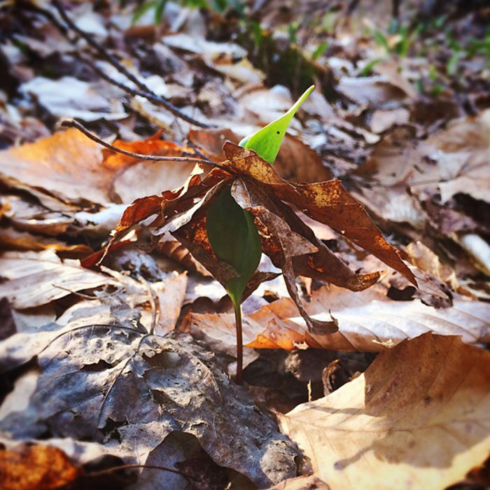 Pushing Through. Iphone5s Montreal, Qc