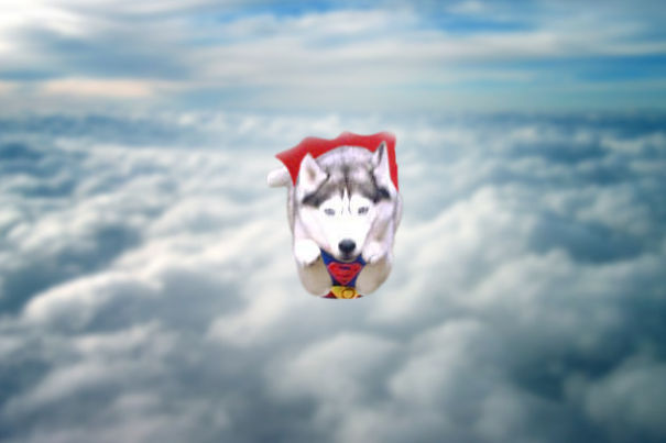 Husky Superman!