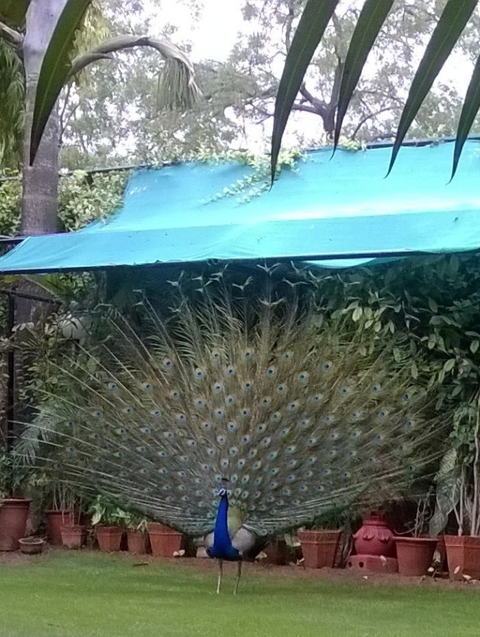 Celebrating The Onset Of Monsoon!