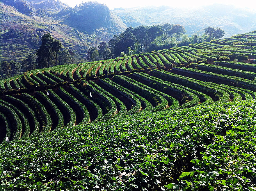 We Use Our Smartphones To Take Pictures Around Chiang Mai, Thailand
