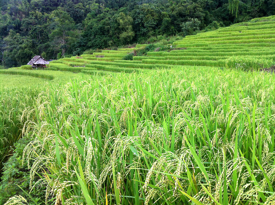We Use Our Smartphones To Take Pictures Around Chiang Mai, Thailand