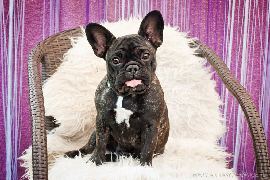 I Photograph The Emotions That You See In Dogs' Eyes