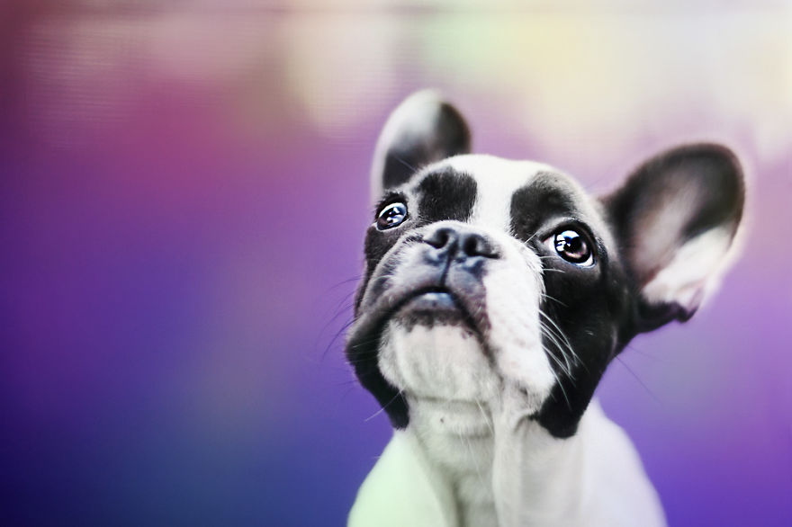 I Photograph The Emotions That You See In Dogs' Eyes