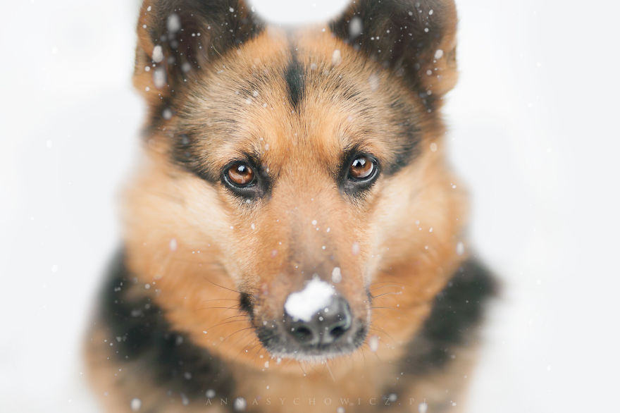 I Photograph The Emotions That You See In Dogs' Eyes