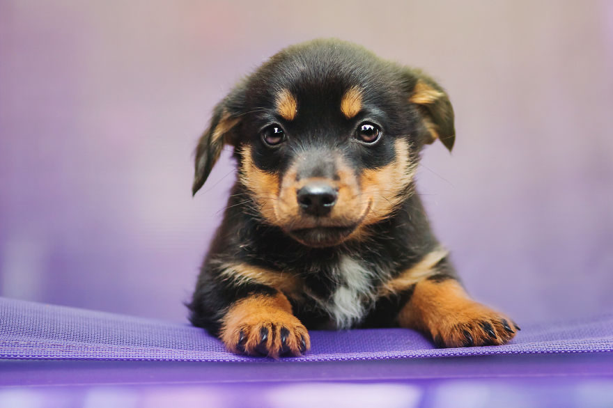 I Photograph The Emotions That You See In Dogs' Eyes