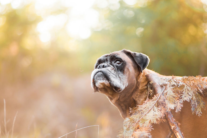 I Photograph The Emotions That You See In Dogs' Eyes