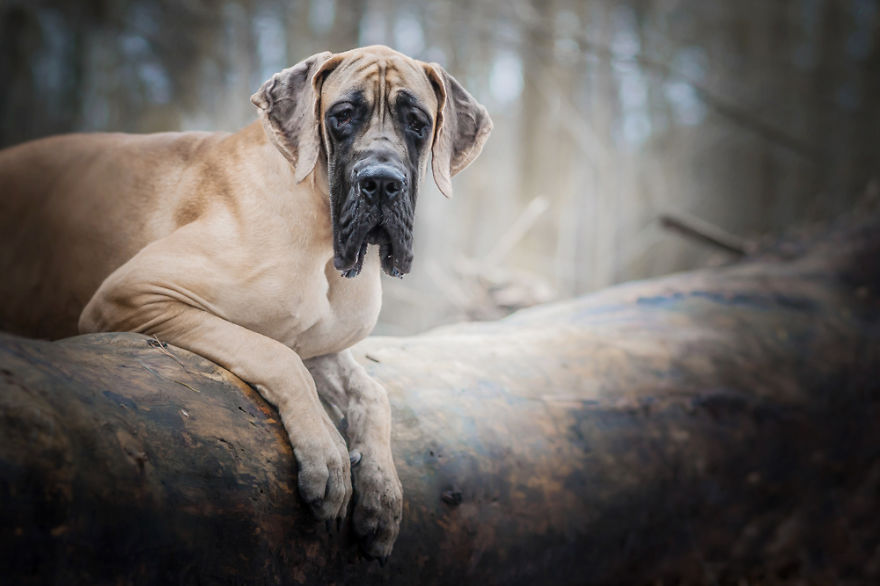 I Photograph The Emotions That You See In Dogs' Eyes