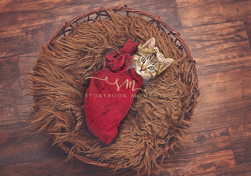 Daughter Demands Newborn Photoshoot For Her Stray Kitty, Mother Delivers.
