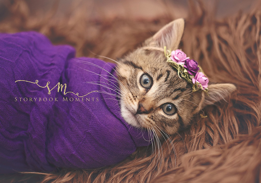 adopted-cat-photoshoot-newborn-storybook-moments-3 adopted-cat-photoshoot-newborn-storybook-moments-3