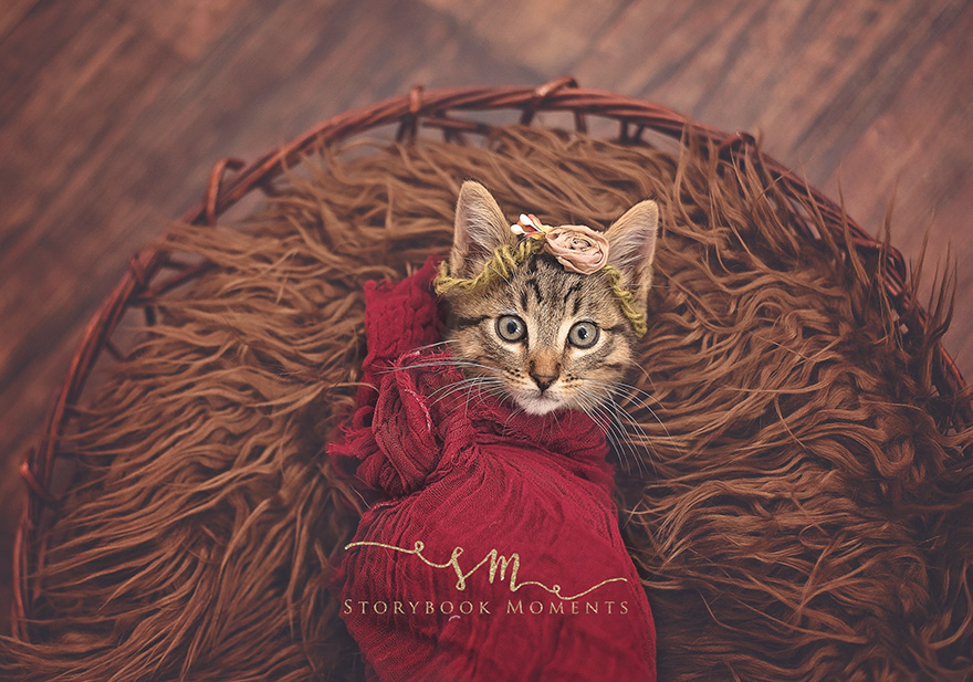 adopted-cat-photoshoot-newborn-storybook-moments-4 adopted-cat-photoshoot-newborn-storybook-moments-4