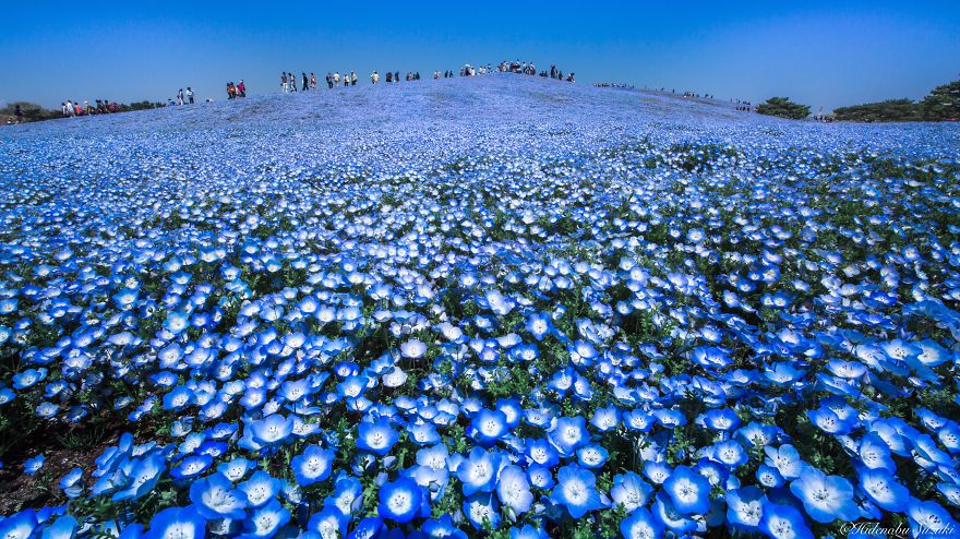 4.5 Million Baby Blue Eyes In Japan’s Hitachi Seaside Park