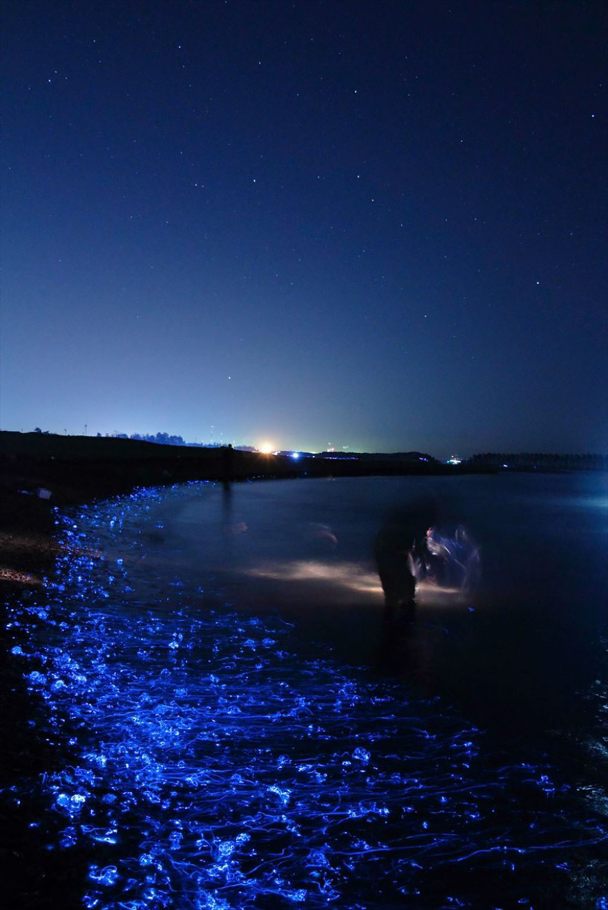 Bioluminescent Firefly Squid Illuminate The Toyama Bay