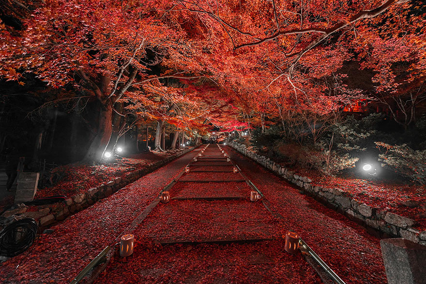 Red Autumn In Kyoto