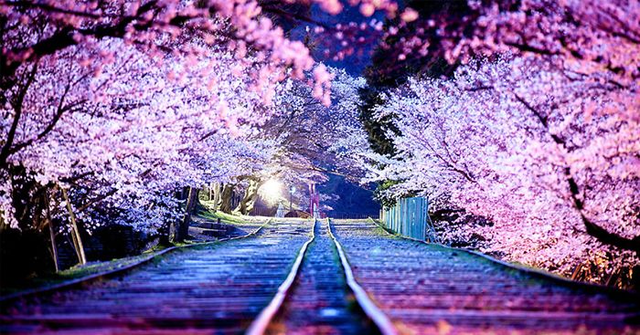 37 Reasons Why You Should Visit Japan
