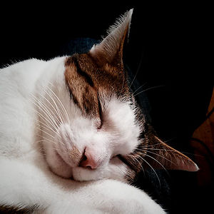 angelique_ville avatar