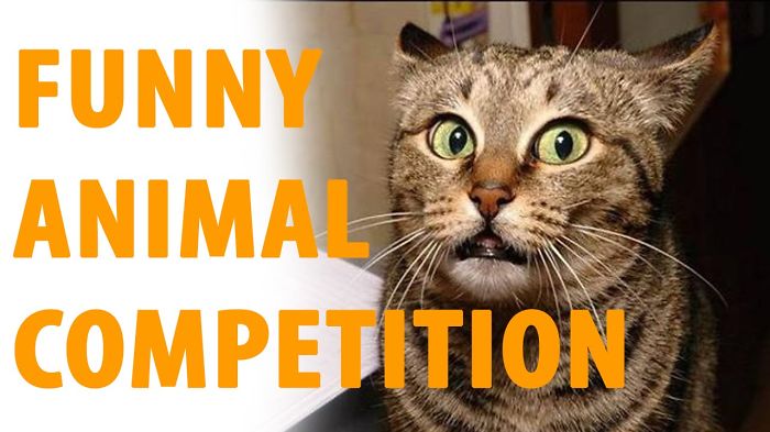 The Funny Animal Moment