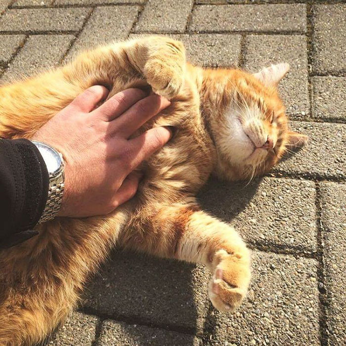 campus-cat-university-cuddles-augsburg-germany-1