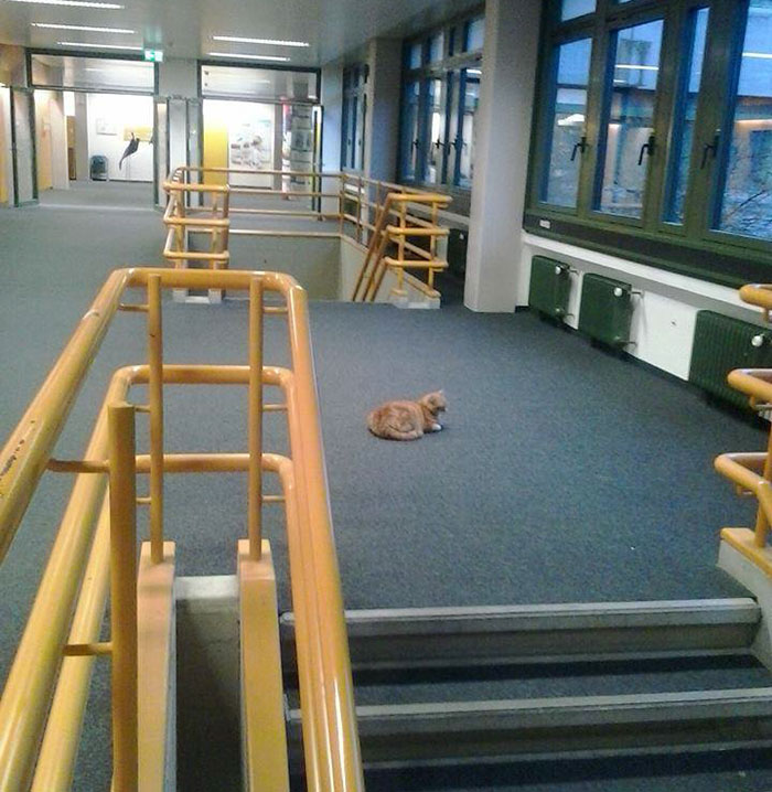 campus-cat-university-cuddles-augsburg-germany-18