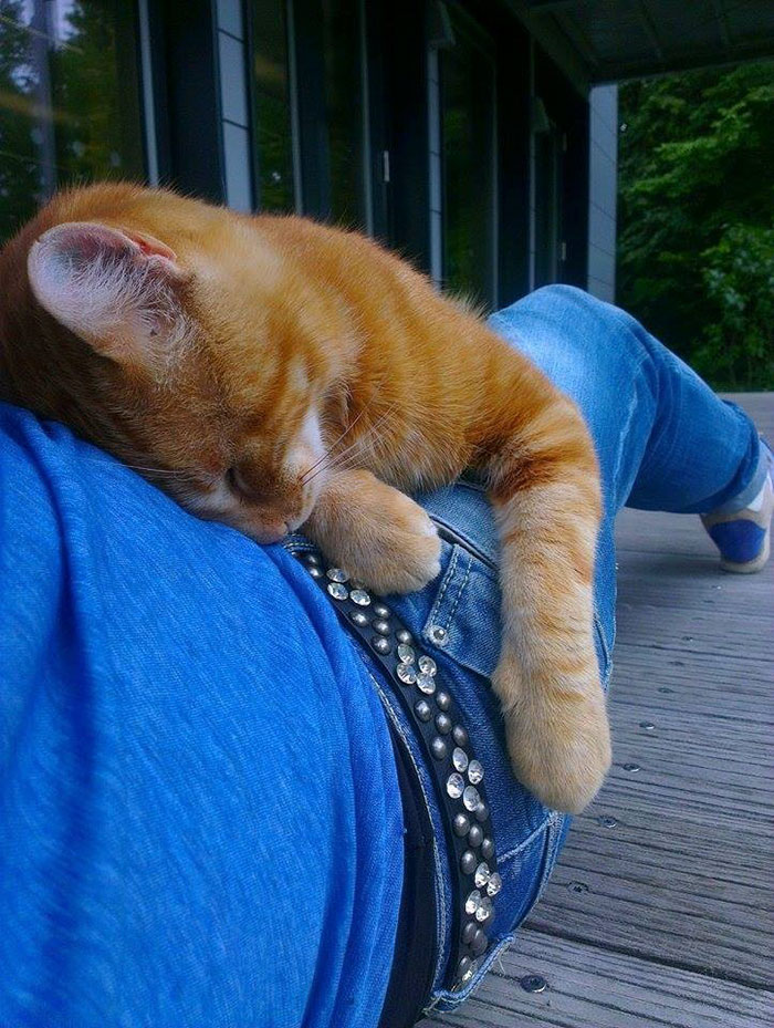 campus-cat-university-cuddles-augsburg-germany-2