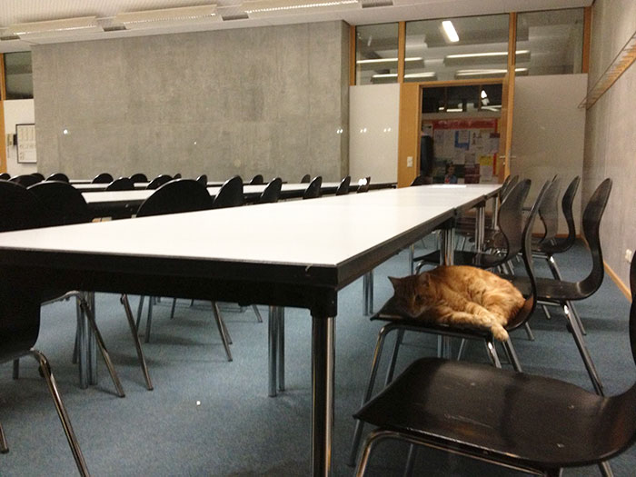 campus-cat-university-cuddles-augsburg-germany-26