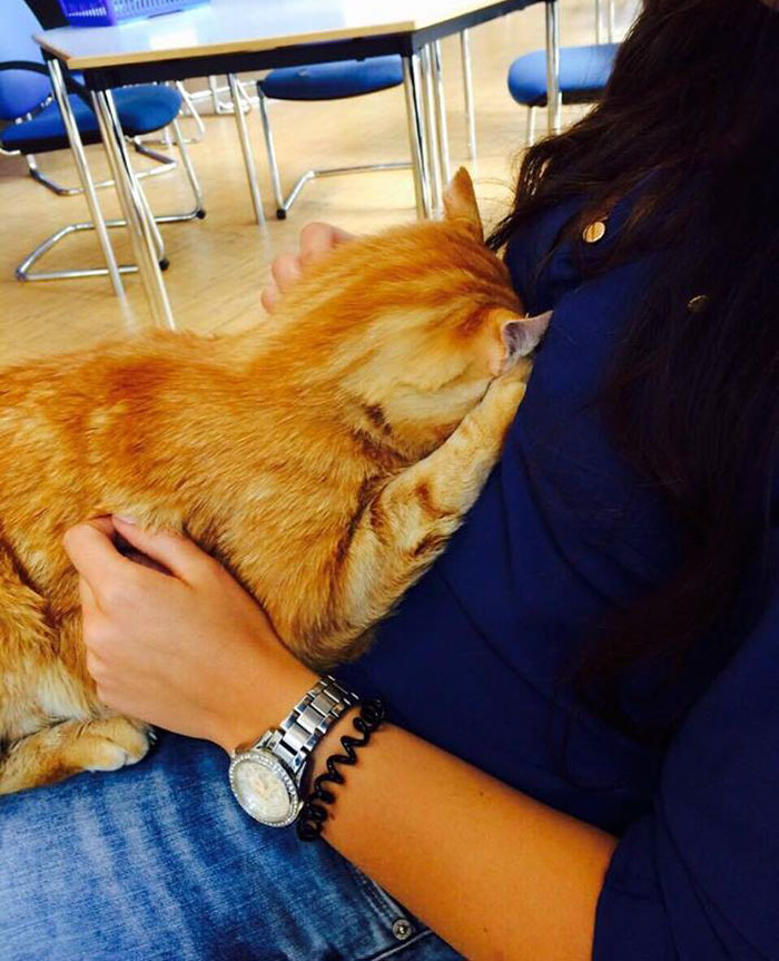 campus-cat-university-cuddles-augsburg-germany-28