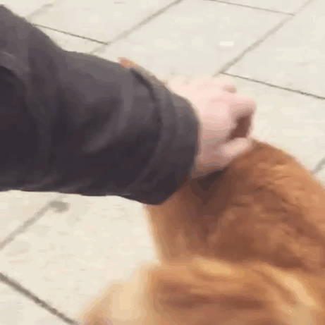 campus-cat-university-cuddles-augsburg-germany-3