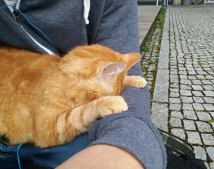 campus-cat-university-cuddles-augsburg-germany-4