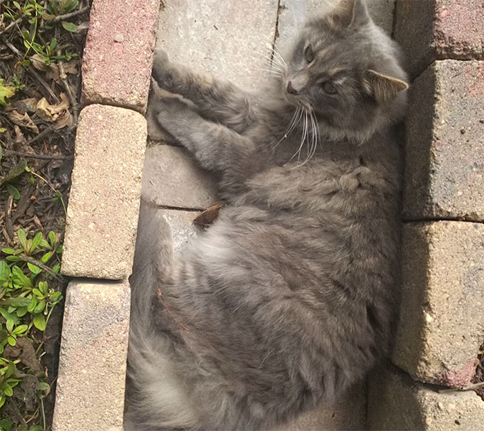 cat-chipmunk-friends-sleeping-11