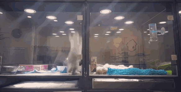 cat-escapes-cage-to-meet-dog-jolinn-pet-house-2