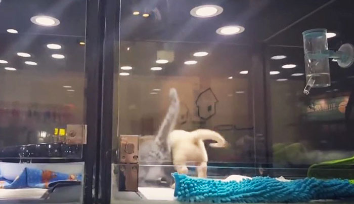 cat-escapes-cage-to-meet-dog-jolinn-pet-house-8