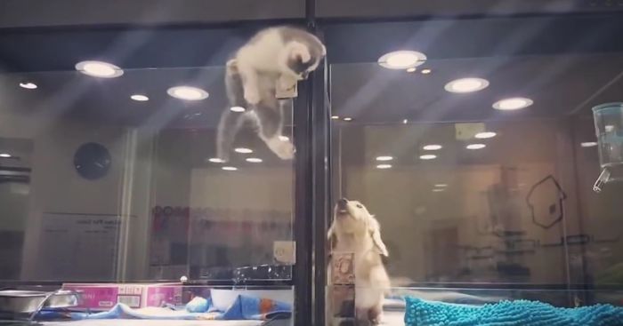 Kitten Escapes Pet Store Display To Meet Its Lonely Dog Friend