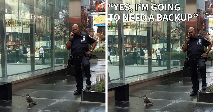 Cop & Falcon: What Did NYPD Officer Say On The Phone?