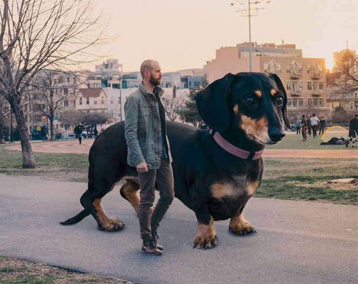 If My Small Dog Was As Big As She Thinks She Is