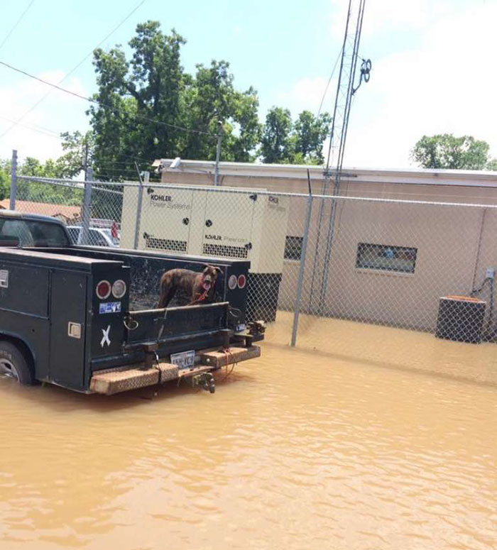 dad-son-save-dogs-flood-texas-15 dad-son-save-dogs-flood-texas-15