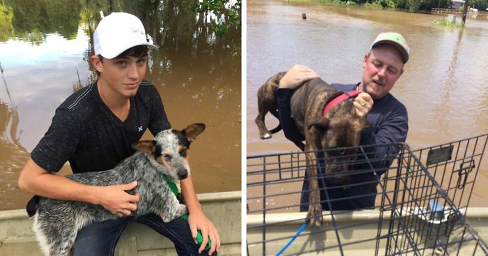 Dad And Son Rescued 30 Dogs Left Behind During The Flood