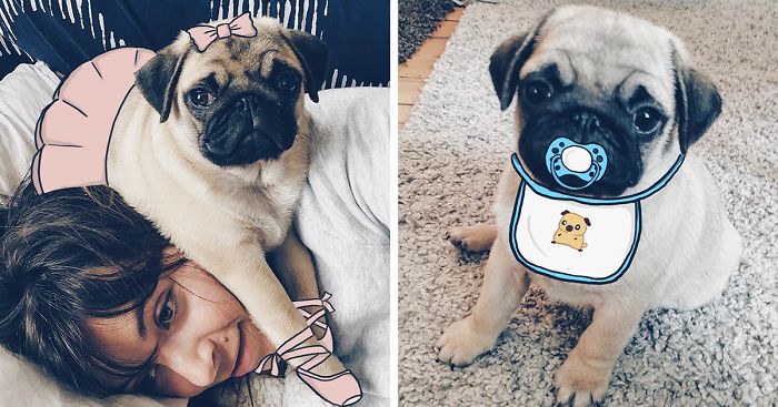 My Girlfriend And I Love To Doodle On Our Pug’s Face (24 Pics)