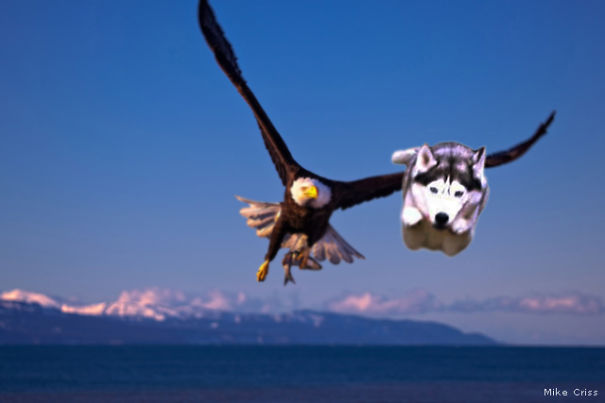 Husky Just Won A Drag Race With The Eagle!