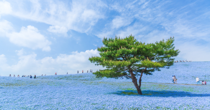 Every Year Since 2013 I Photograph Hitachi Seaside Park In Japan