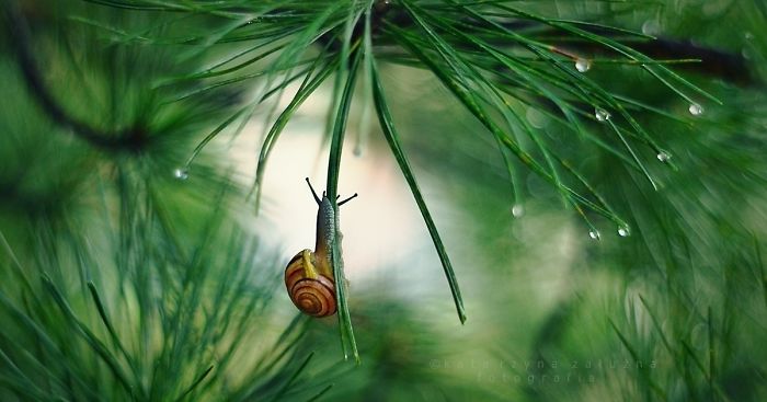 I Capture The Tiny World Of Snails In Poland