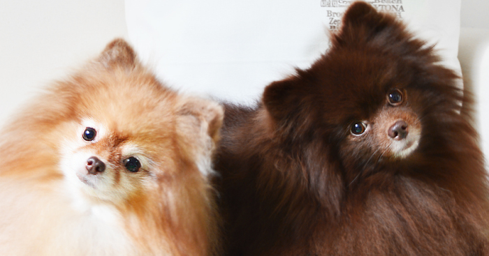 Meet Coala And Cawaii, The Two Pomeranian Fluff Balls That Changed My Life