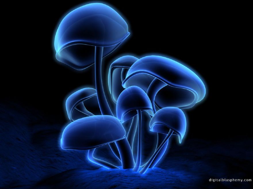 Blue neon mushrooms glowing in the dark, inspired by Studio Ghibli aesthetics.