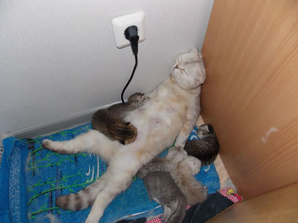 Poor Mom Felt Asleep Just Like That