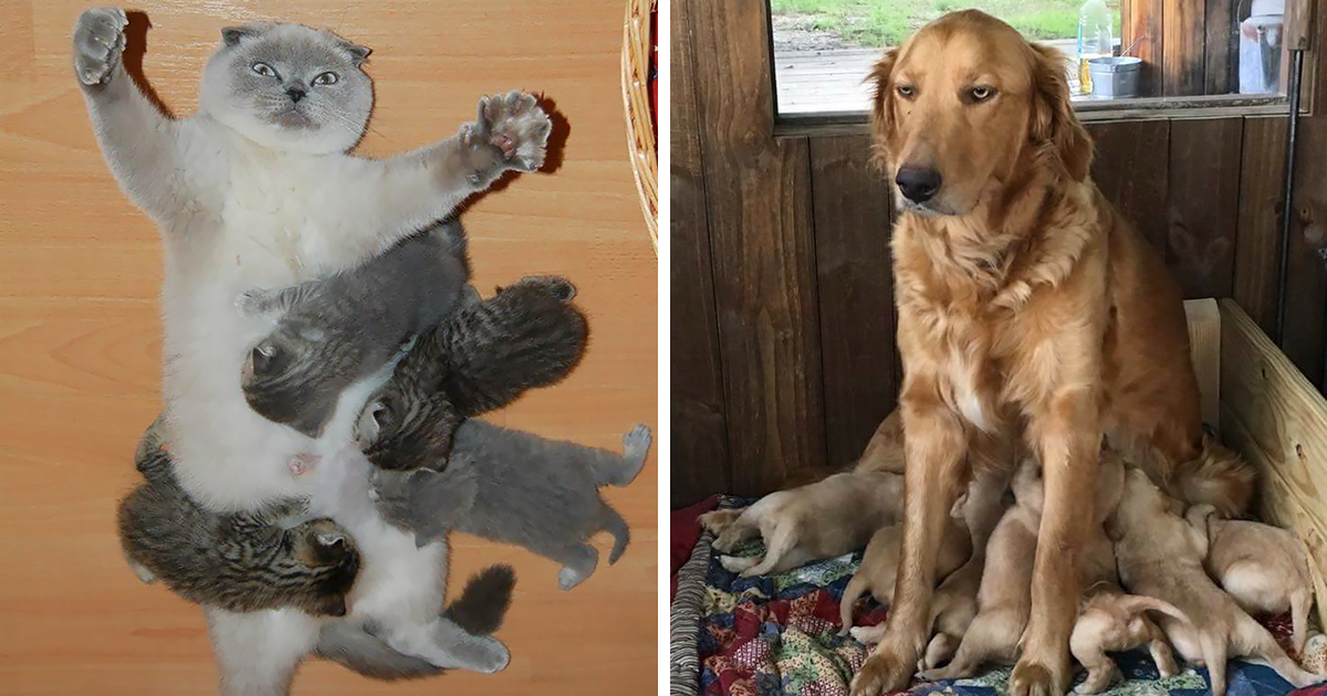 50 Animal Expressions That Perfectly Sum Up What It’s Like To Be A Mother