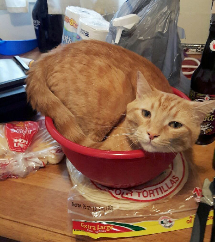 If I Sorta Fits... I Sits