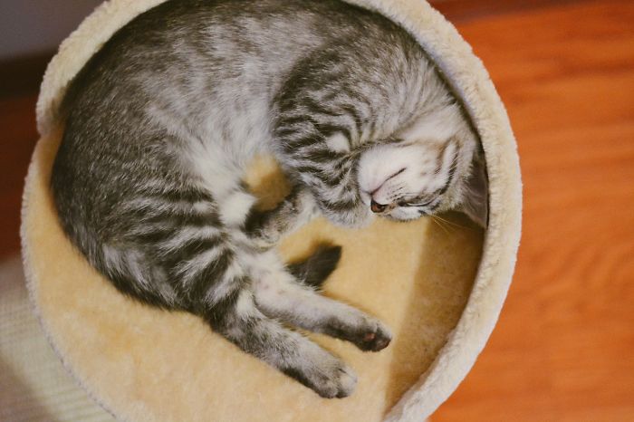 Our Kitty Fitting Like A Glove In His Scratching Post