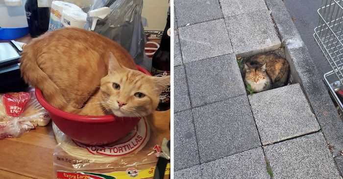 Post A Photo Of Your Cat In ‘If I Fits I Sits’ Situations