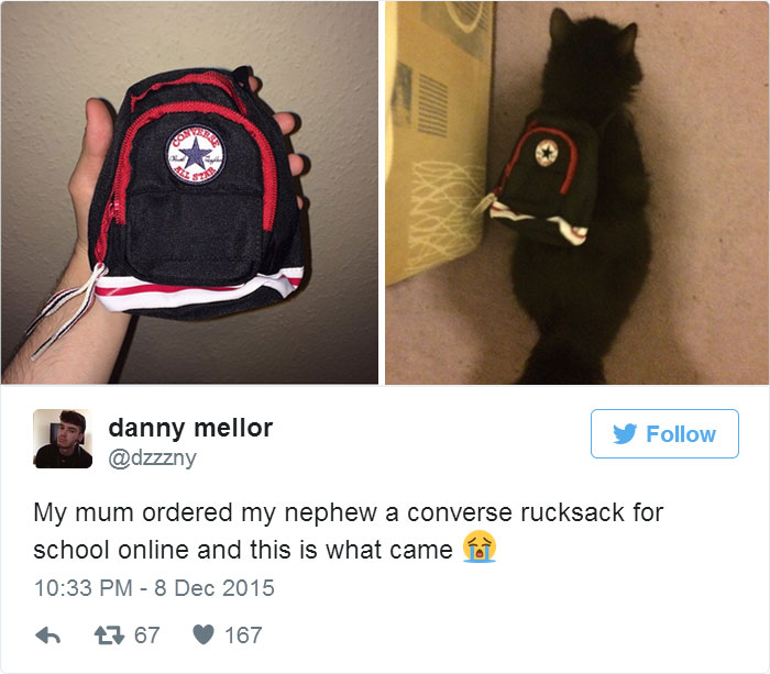 Miniature Converse rucksack from an online purchase causing regret, humorously worn by a cat.
