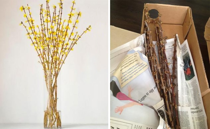Online purchase regret: vibrant flowers expected, received bare branches in a box.